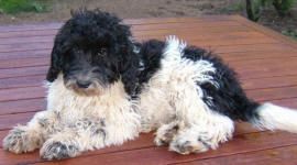 Hansel - Miniature Parti Labradoodle