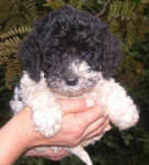 Heffy - Miniature Parti Labradoodle