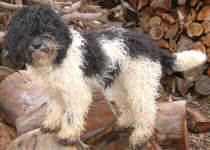 Heffy - Miniature Parti Labradoodle