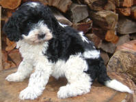 Pinto - Miniature Parti Labradoodle