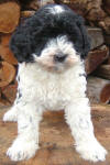 Pinto - Miniature Parti Labradoodle