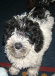 Snoopy - Miniature Parti Labradoodle