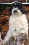 Snoopy - Miniature Parti Labradoodle