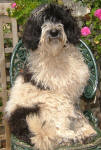 Snoopy - Miniature Parti Labradoodle