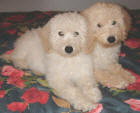 Labradoodle Puppies