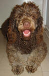 Cougar - Medium Chocolate Labradoodle