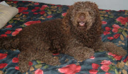 Cougar - Medium Chocolate Labradoodle