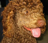 Cougar - Medium Chocolate Labradoodle