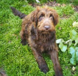 Leigha - Medium Chocolate Labradoodle