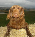 Leigha - Medium Chocolate Labradoodle