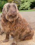 Leigha - Medium Chocolate Labradoodle