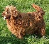 Leigha - Medium Chocolate Labradoodle