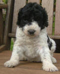 Parti Labradoodle Puppies, Black and White