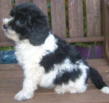 Parti Labradoodle Puppies, Black and White