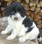 Parti Labradoodle Puppies, Black and White