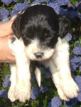 Parti Labradoodle Puppies, Black and White