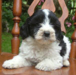 Parti Labradoodle Puppies, Black and White