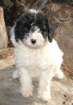 Imogen - Miniature Parti Labradoodle