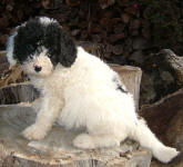 Imogen - Miniature Parti Labradoodle