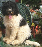 Jack - Medium Parti Labradoodle