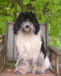 Jill - Miniature Parti Labradoodle