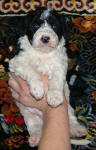 Pandie - Standard Parti Labradoodle