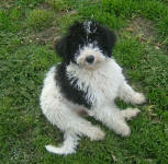 Pandie - Standard Parti Labradoodle