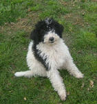 Pandie - Standard Parti Labradoodle