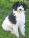 Pandie - Standard Parti Labradoodle