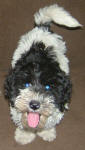 Sydney - Miniature Parti Labradoodle