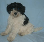 Sydney - Miniature Parti Labradoodle