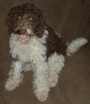 Cisco - Miniature Parti Labradoodle