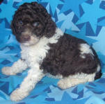 Cisco - Miniature Parti Labradoodle