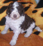 Mojo - Miniature Parti Labradoodle