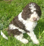 Mojo - Miniature Parti Labradoodle