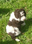 Tyson - Medium Parti Labradoodle