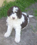 Tyson - Medium Parti Labradoodle