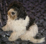 Sydney - Miniature Parti Labradoodle