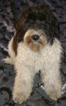 Sydney - Miniature Parti Labradoodle