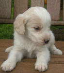 Parti Labradoodle Puppies