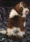 Tyson - Medium Parti Labradoodle