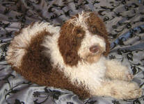 Tyson - Medium Parti Labradoodle