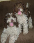 Parti Labradoodle Puppies, Chocolate and White