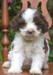 Parti Labradoodle Puppies, Chocolate and White