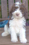 Parti Labradoodle Puppies, Chocolate and White