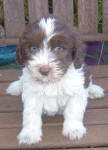 Parti Labradoodle Puppies, Chocolate and White