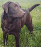 Chocolate Labrador Cobber