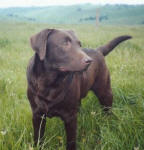 Cobber - Chocolate Labrador