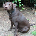 Cobra - Chocolate Labrador