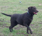 Cobra - Chocolate Labrador